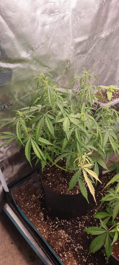 Pineapple Express. Week 8 - Neues Licht bisschen zu Hoch eingestellt. Etwas stressig für die Pflanze 