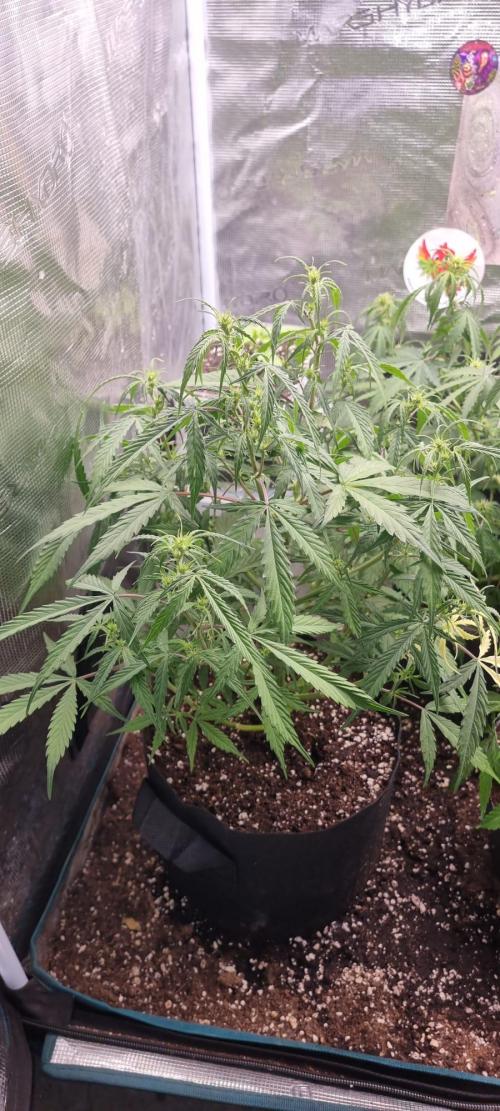 Pineapple Express. Week 8 - Etwas höhere Luftfeuchtigkeit. Direkt den 2 Ventilator angemacht 