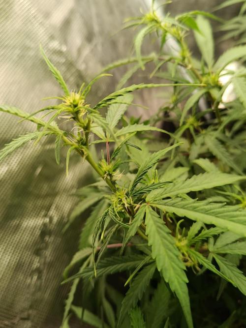 Pineapple Express. Week 8 - Jetzt wird es interessant 