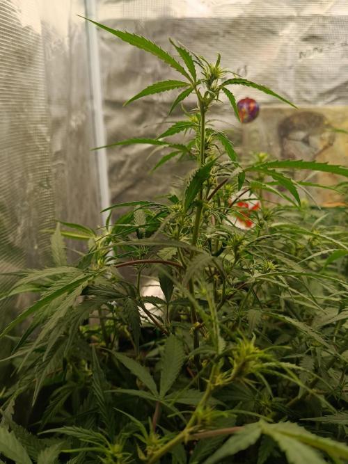Pineapple Express. Week 8