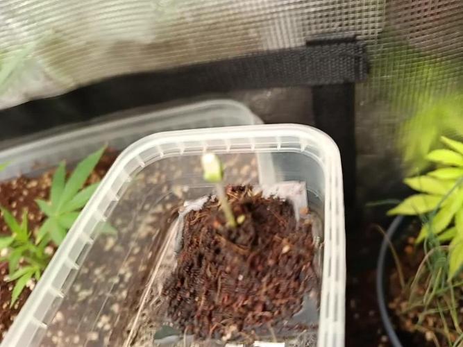 Gorilla Z Auto