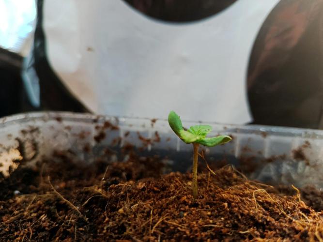 Gorilla Z Auto. Week 2