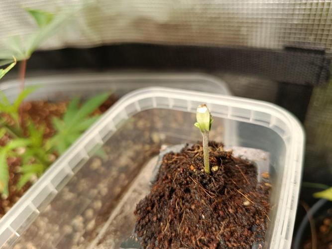 Gorilla Z Auto. Week 1 - 22.05