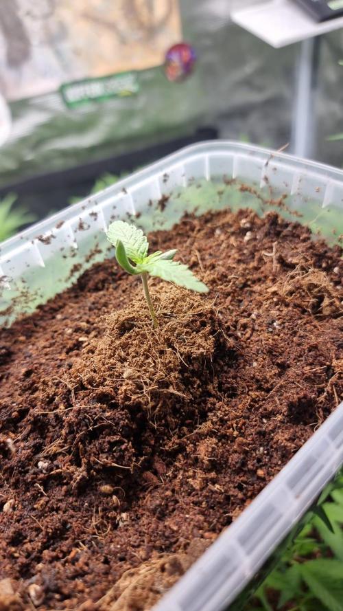 Gorilla Z Auto. Week 1 - 26.05.