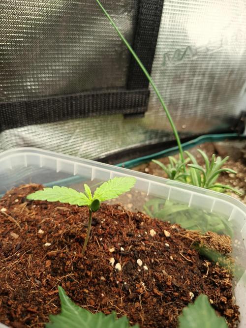 Gorilla Z Auto. Week 1 - 27.05.