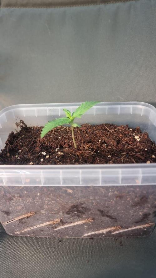 Gorilla Z Auto. Week 1