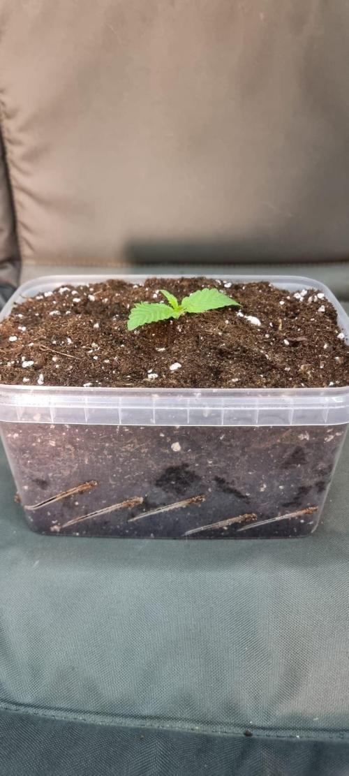 Gorilla Z Auto. Week 1 - Täglich ein Wachstum zu erkennen. Einfach Wahnsinn 