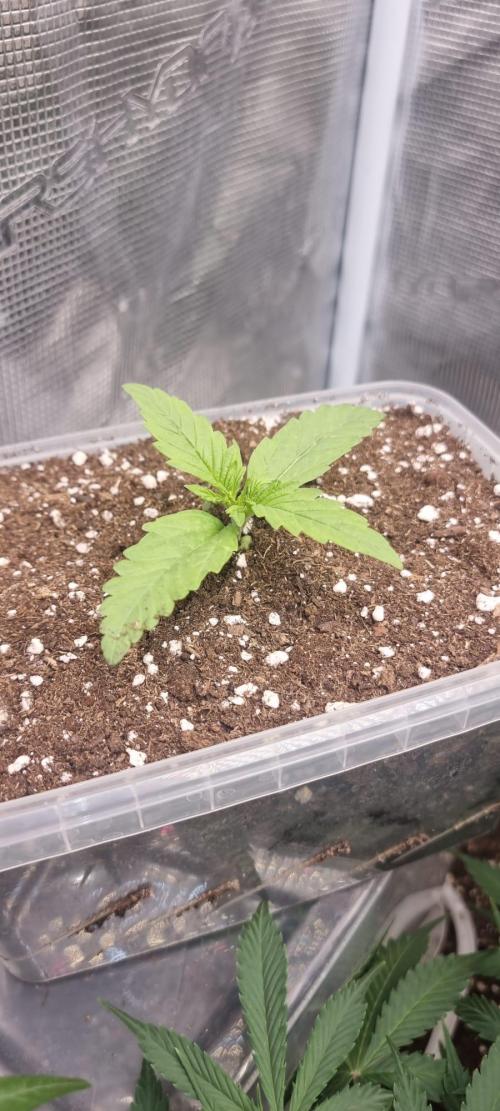 Gorilla Z Auto. Week 1 - 30.05
