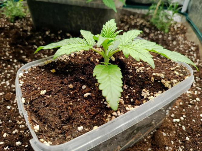 Gorilla Z Auto. Week 1 - 02.06. unglaublich gut