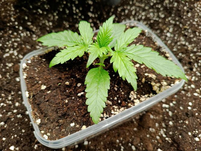 Gorilla Z Auto. Week 2 - Eingesetzt in 20l Behälter 