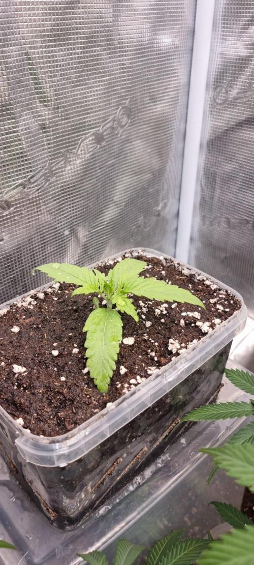 Gorilla Z Auto. Week 2