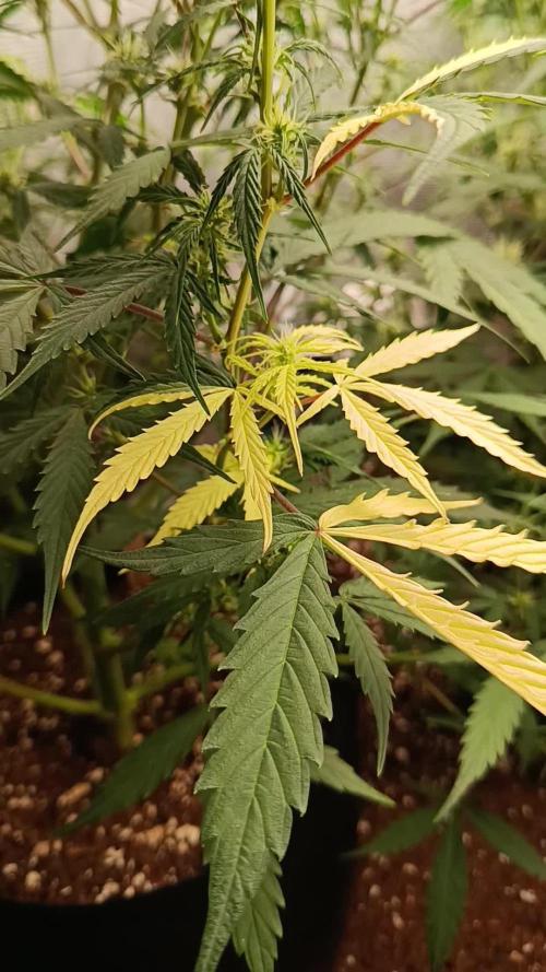 Pineapple Express