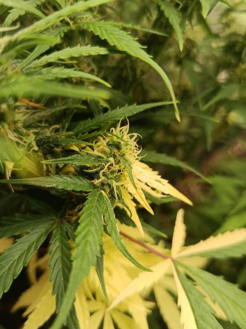 Pineapple Express. Week 11 - Einfach genial wie die Natur sich entwickeln kann.