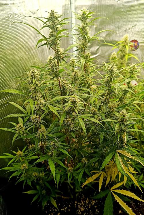 Pineapple Express. Week 11 - Der Dünger zeigt seine Wirkung.
