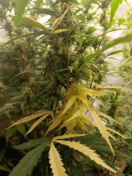 Pineapple Express. Week 11 - Unten ein heller Bud, wächst normal wie die anderen auch.