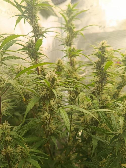 Pineapple Express. Week 11