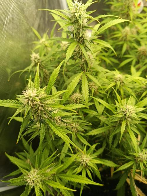 Pineapple Express. Week 11