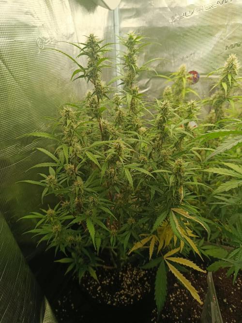 Pineapple Express. Week 11