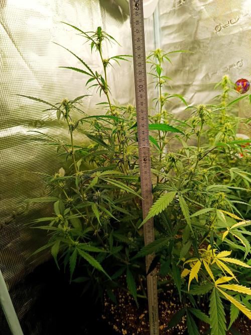 Pineapple Express. Week 9 - Warme Zeit, Lampe auf 75% gestellt, 2 kleine Ventilatoren zusätzlich im Zelt 