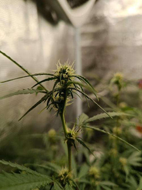 Pineapple Express. Week 9 - Doppelt Magnesium in das Wasser gemischt. 1 x in 2 Wochen.