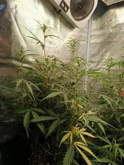 Pineapple Express. Week 9