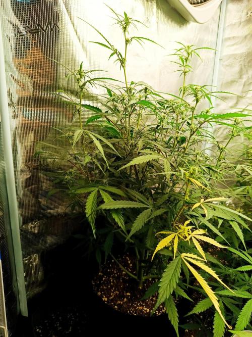 Pineapple Express. Week 9