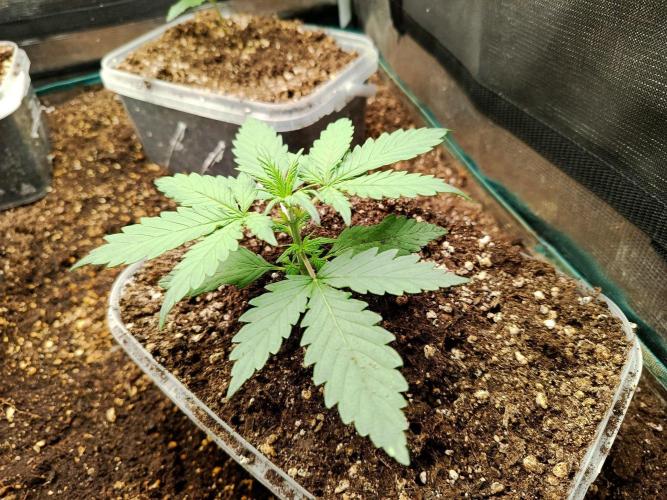 Canna Community Project. Week 3
