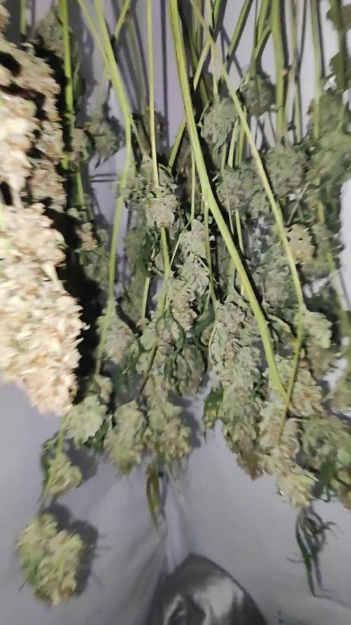 Toothpaste 4 ur Mind (Mintz Auto) DWC 