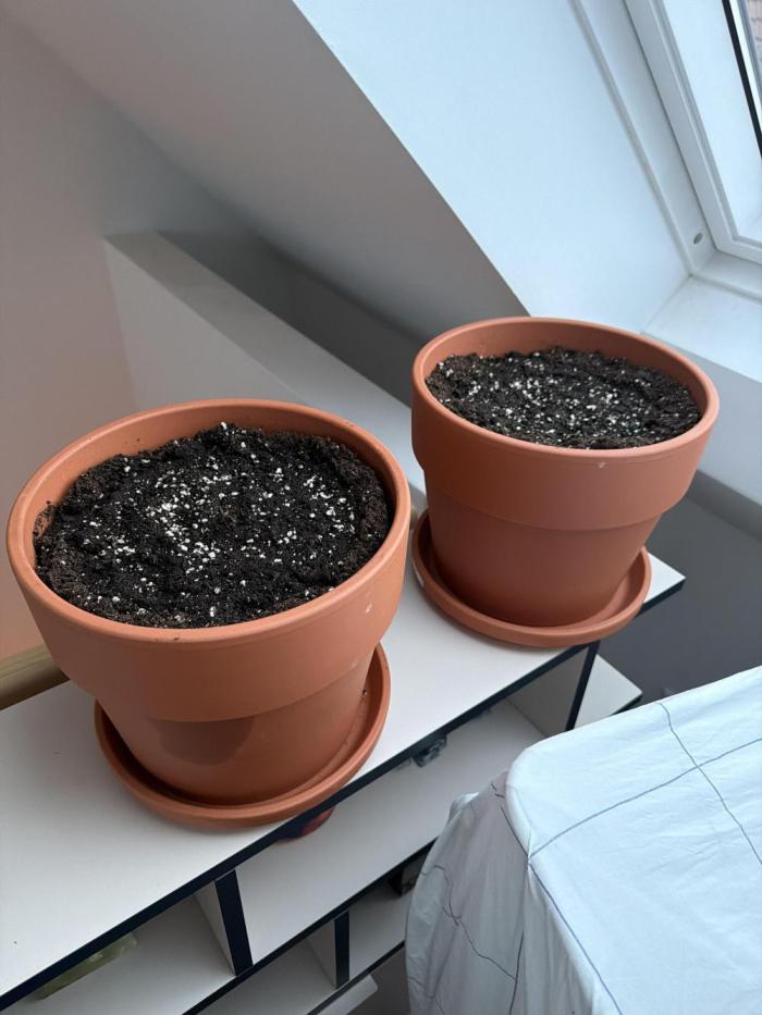 Grow 01 - 2026 - Fast Buds Mix Pack. Week 0