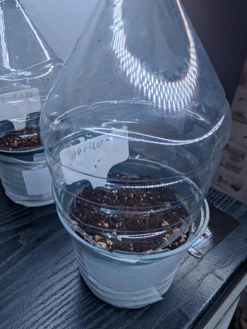 First Grow (Outdoor Autos UK). Week 0
