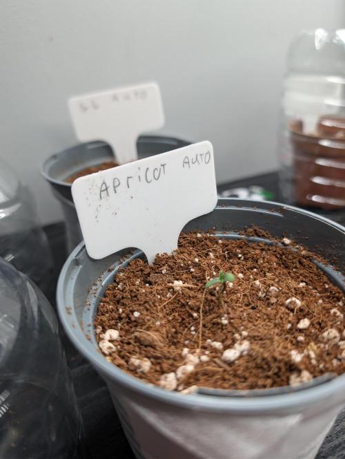 First Grow (Outdoor Autos UK). Week 1 - Apricot Auto Week 1