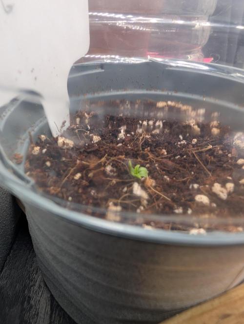 First Grow (Outdoor Autos UK). Week 1 - Gorilla Glue Auto Week 1