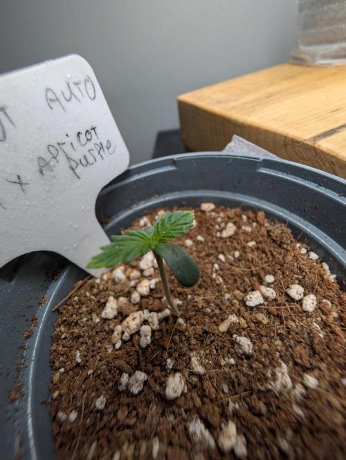 First Grow (Outdoor Autos UK). Week 1 - Apricot Auto Week 1 Day 2