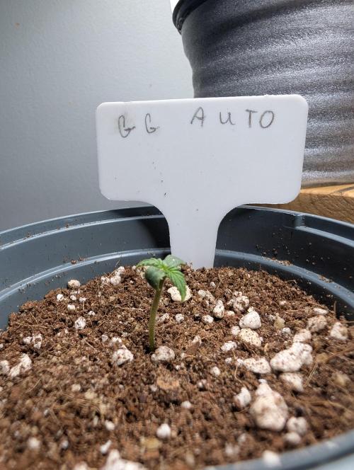 First Grow (Outdoor Autos UK). Week 1 - Gorilla Grow Auto Week 1 Day 2