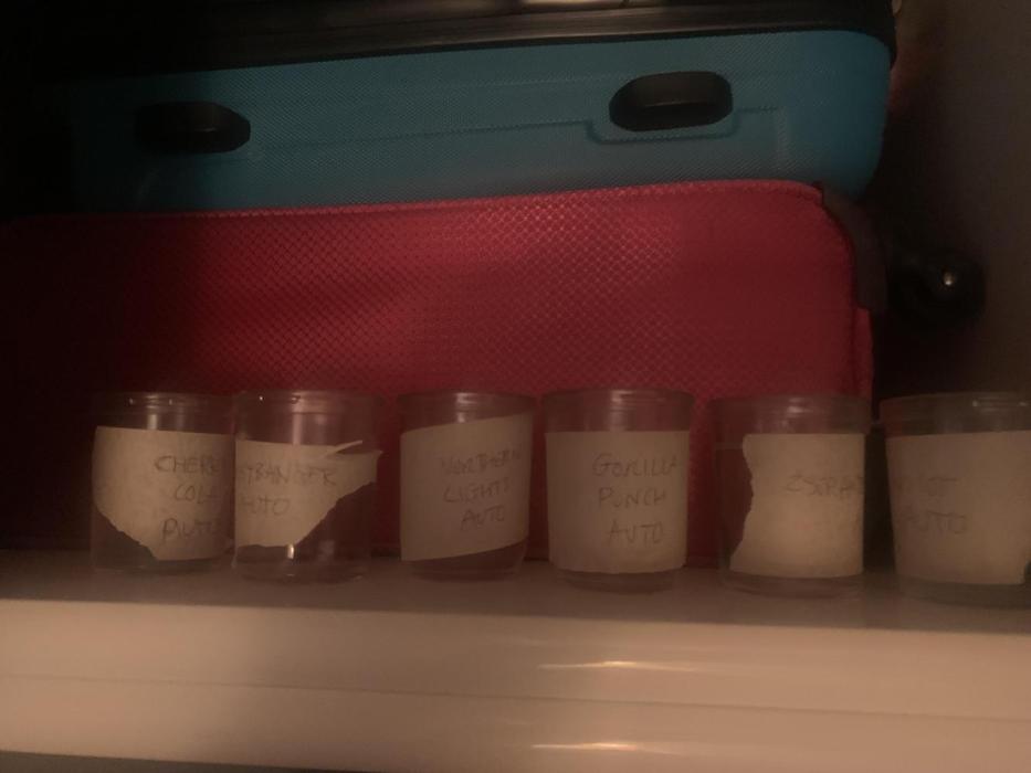 Living Soil Grow 26. Week 0 - Seeds into water and into the wardrobe to soak and sprout
