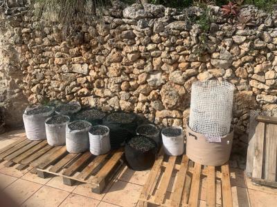 Comment by balearicgardener photo #1