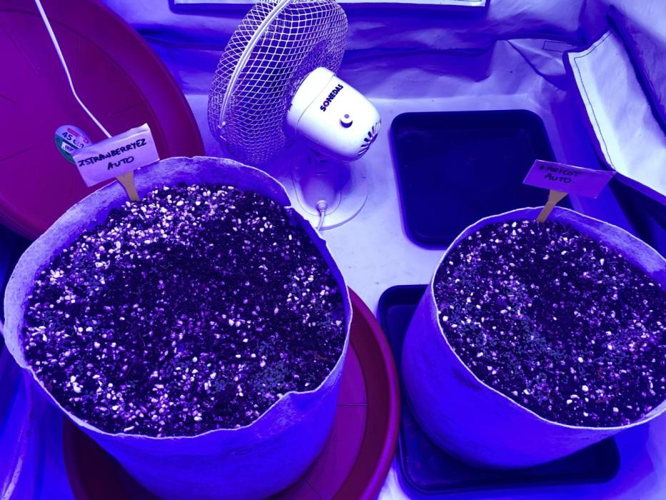 Living Soil Grow 26. Week 1