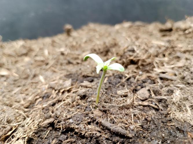 Kalashnikova Auto.. Week 0