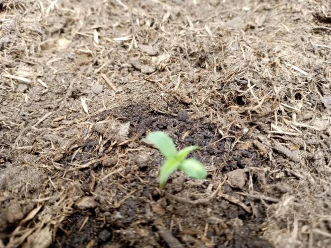 Kalashnikova Auto.. Week 0