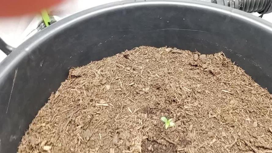 Kalashnikova Auto. Week 0