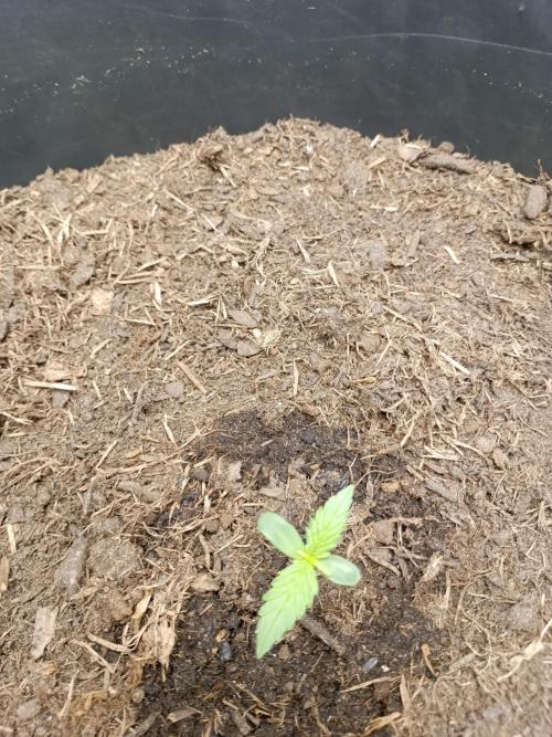 Kalashnikova Auto. Week 0