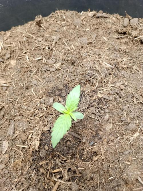 Kalashnikova Auto.. Week 0