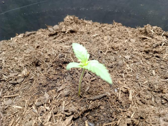 Kalashnikova Auto. Week 0