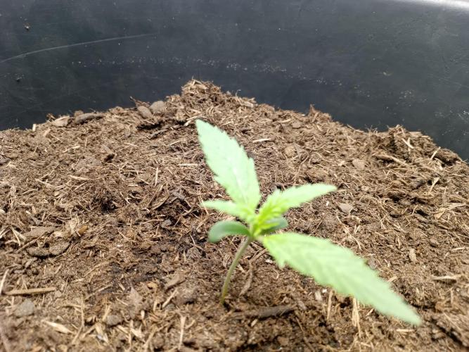Kalashnikova Auto.. Week 0