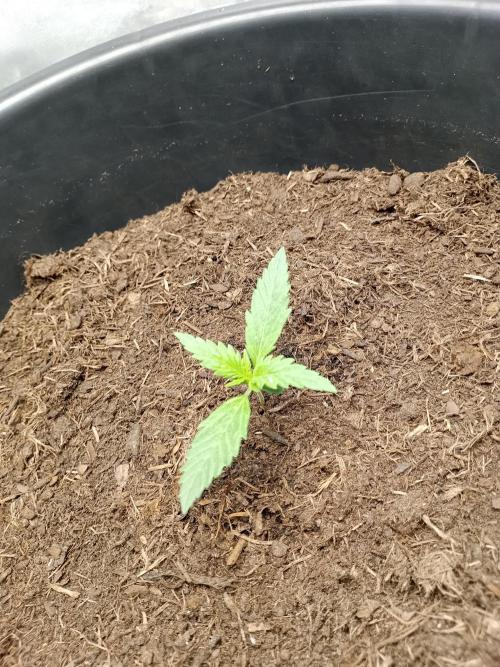 Kalashnikova Auto.. Week 0 - 1 week boven de grond. lamp 60% lamp hoogte 50 cm.