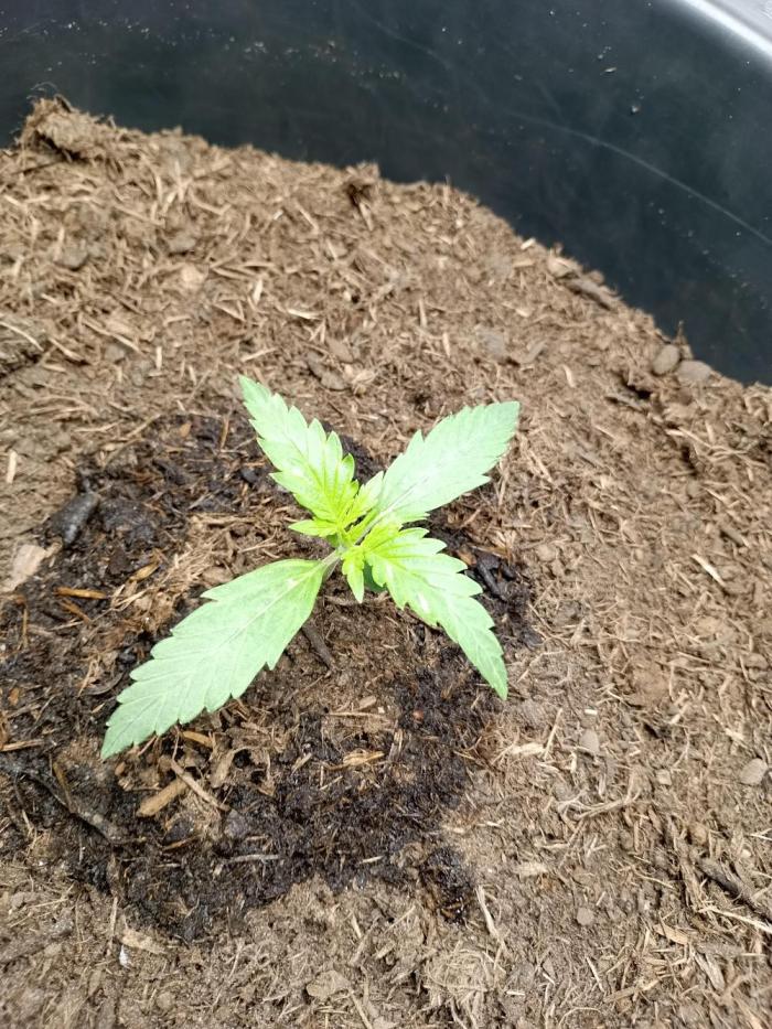 Kalashnikova Auto.. Week 1 - Ze gaat blad ontwikkelen en de hoogte in.