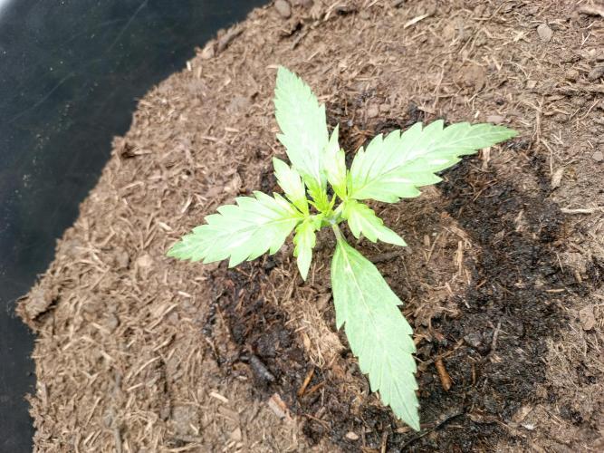 Kalashnikova Auto.. Week 1