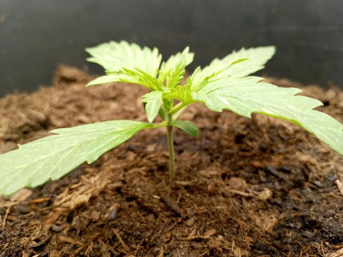 Kalashnikova Auto.. Week 1