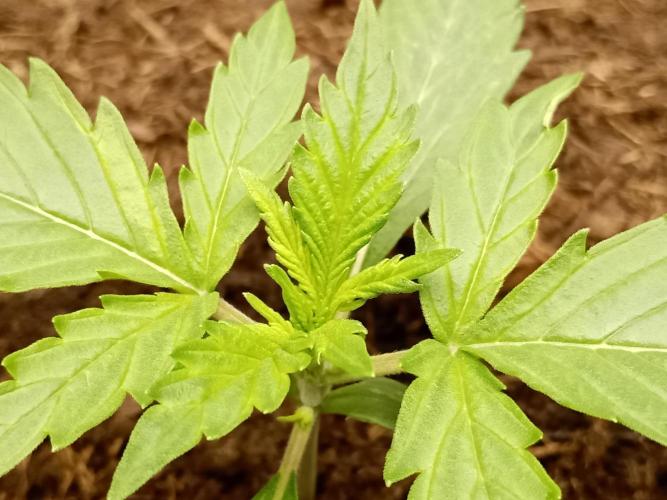 Kalashnikova Auto.. Week 1
