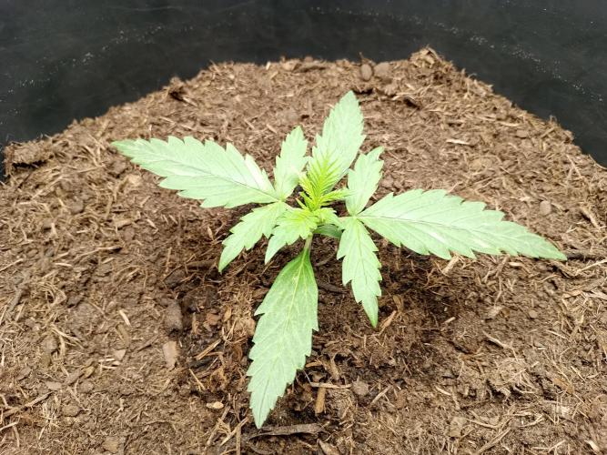 Kalashnikova Auto.. Week 1